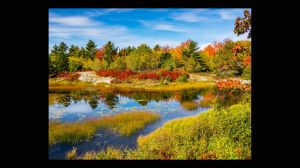 Fall Colors, Duck Brook Rd